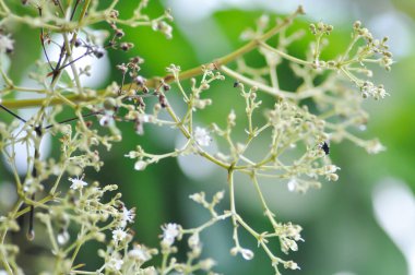 Tectona grandis, Tik ya da LAMIACEAE ya da tik ağacı tohumu ya da tik ağacı ve çiçek ya da meşe ağacı
