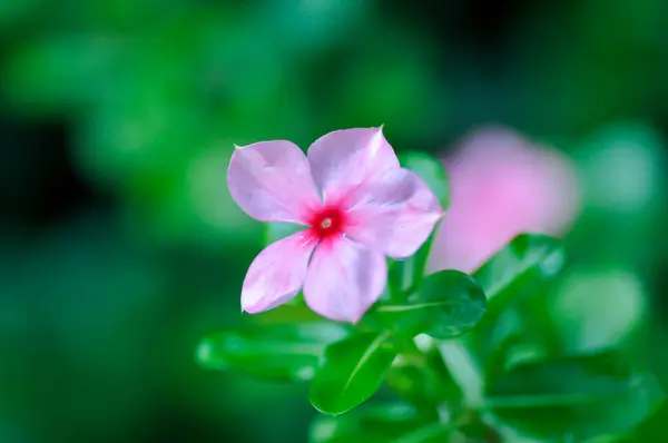 Stock image Catharanthus roseus G Don ,APOCYNACEAE or  Madagascar periwinkle or Vinca or Old maid or ludwigia adscendens , West Indian paeriwinkle or pink flower