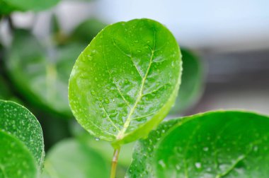 Polyscias fruticosa L Harms, Polyscias fruticosa veya Araliaceae ve çiy damlası veya yağmur damlası