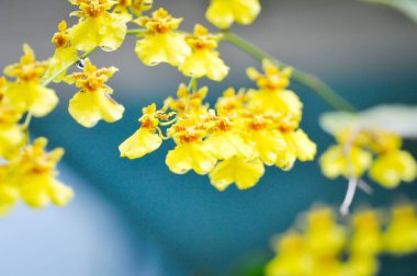 sarı oncidium orkidesi veya sarı orkide çiçeği, orkide veya oncidium veya oncidium varicosum