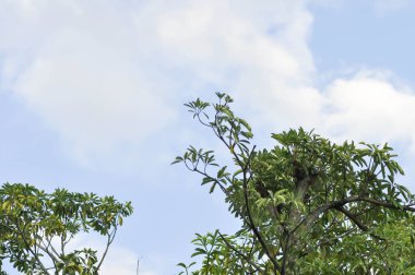 Şeytan ağacı, beyaz peynir ağacı veya şeytan kabuğu veya Dita kabuğu veya kara tahta ağacı veya Alstonia bursu veya APOCYNACEAE veya RAUVOLFIOIDEAE ve gökyüzü arkaplanı