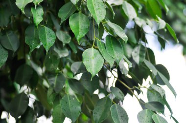 Ficus Hughina L, Moraceae veya Altın İncir veya Ağlayan İncir ve yağmur damlası veya yağmur damlası