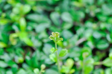 Carmona retusa, BORAGINACEAE bitkisi bahçede