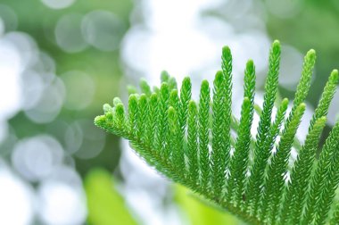 Norfolk adası çamı, Araucaria heterophylla veya Araucariaceae ağacı