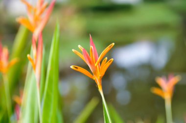 Heliconia psittacorum, Heliconia veya HeliconiACEE veya bahçede portakal çiçeği