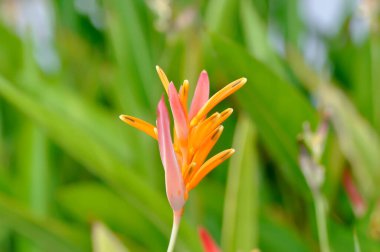 Heliconia psittacorum, Heliconia veya HeliconiACEE veya bahçede portakal çiçeği