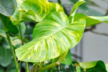 Şeytanlar Ivy, Golden Pothos veya Hunters Robe veya Epipremnum aureum veya Araceae veya iki renkli bitki