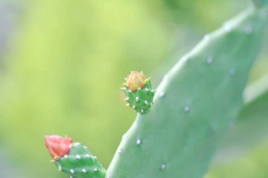 Opuntia cochenillifera, Opuntia veya kaktüs veya Opuntia çiçeği veya opuntia tohumu