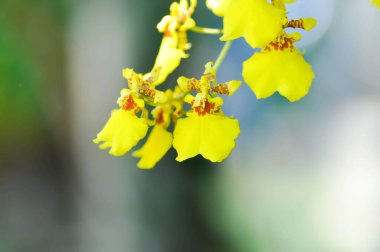 Orkide ya da sarı orkide çiçeği, sarı oncidium.