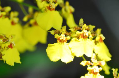 Orkide ya da sarı orkide çiçeği, sarı oncidium.