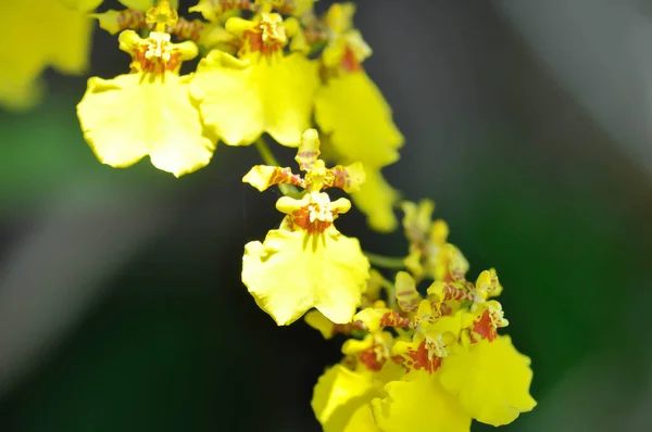Storczyk Lub Żółty Kwiat Orchidei Żółty Oncidium Ogrodzie Obrazek Stockowy
