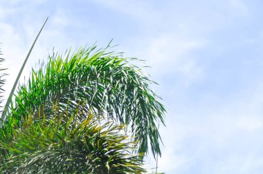 Tilki kuyruğu Palm, Wodyetia bifurcata veya ARECACEAE veya PALMAE ve gökyüzü arkaplanı