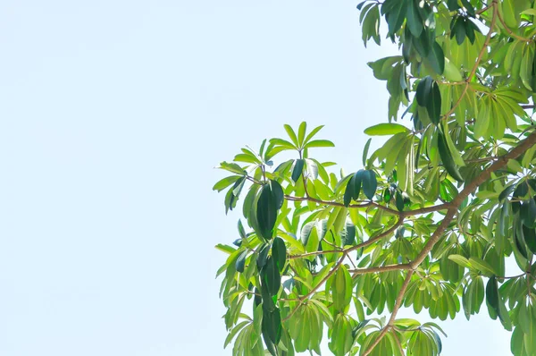 Şeytan ağacı, beyaz peynir ağacı veya şeytan kabuğu veya Dita kabuğu veya kara tahta ağacı veya Alstonia bursu veya APOCYNACEAE veya RAUVOLFIOIDEAE ve gökyüzü arkaplanı