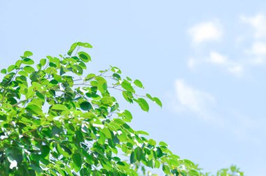 banyan ağacı veya Ficus annulata veya fius bengalensis ve gökyüzü arkaplanı