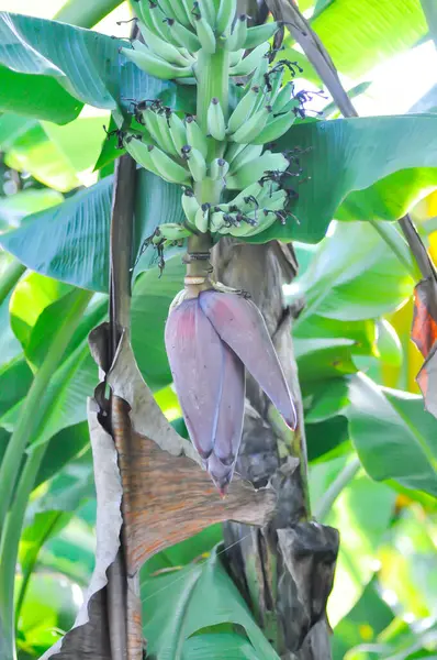banana or banana plant, banana tree or Banana blossom on the banana tree