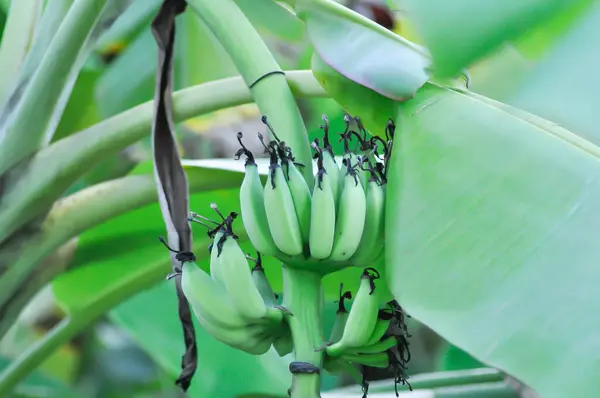 banana or banana plant, banana tree or Banana blossom on the banana tree