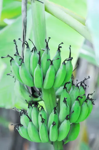 banana or banana plant, banana tree or Banana blossom on the banana tree