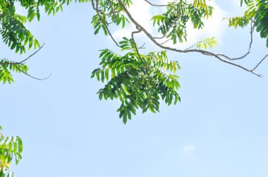 ağaç, bulut ve gökyüzü arkaplanı veya mavi gökyüzü arkaplanı