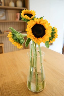 ayçiçeği ya da ayçiçeği ya da vazoda sarı çiçek