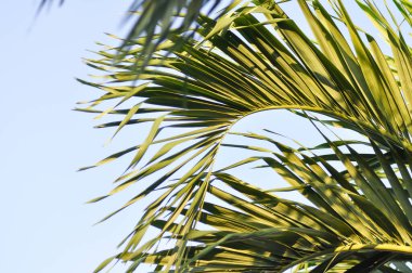 Normanbya normanbyi, Wodyetia bifurcata AK Irvine veya Tilki kuyruğu palmiyesi veya ARECACEAE veya PALMAE veya palmiye yaprakları ve gökyüzü arkaplanı
