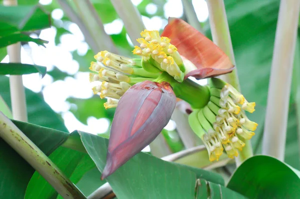 banana or banana plant, banana tree or Banana blossom on the tree