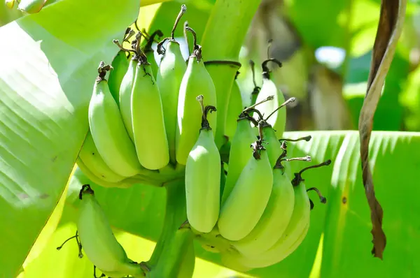 banana or banana plant, banana tree or Musa sapientum