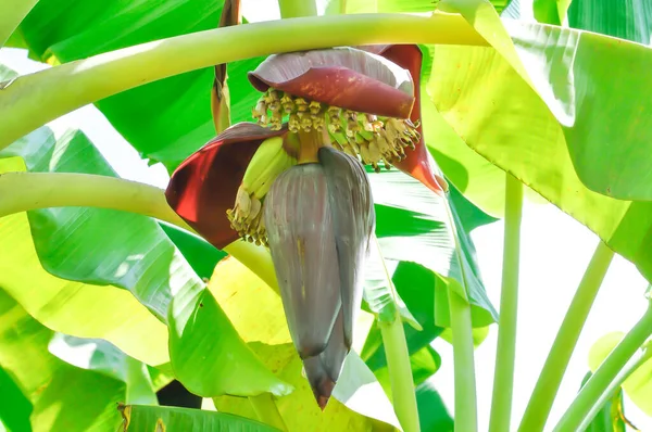 banana or banana plant, banana tree or Banana blossom on the tree
