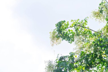 Mantar ağacı, Hint mantar ağacı veya Millingtonia hortensis Linn veya BIGNONIACEAE çiçeği veya beyaz çiçek ve gökyüzü arkaplanı