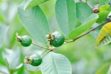 guava ağacı, MYRTACEAE veya Psidium guajava linn veya ağaçtaki guava tohumu