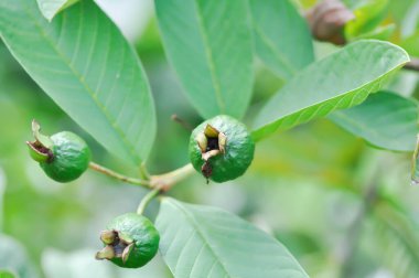 guava ağacı, MYRTACEAE veya Psidium guajava linn veya ağaçtaki guava tohumu