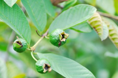 guava ağacı, MYRTACEAE veya Psidium guajava linn veya ağaçtaki guava tohumu
