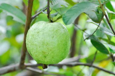 guava ağacı, MYRTACEAE veya Psidium guajava linn veya ağaçtaki guava tohumu