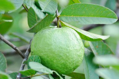 guava ağacı, MYRTACEAE veya Psidium guajava linn veya ağaçtaki guava tohumu