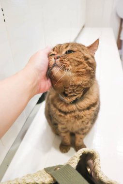 Kedi ya da gri kedi, Felis catus ya da Felis catus domestica evde