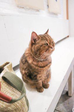 Kedi ya da gri kedi, Felis catus ya da Felis catus domestica evde