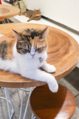 Kedi ya da gri kedi, Felis catus ya da Felis catus domestica evde