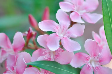 Oleander, Sweet Oleander veya Rose Bay veya Nerium oleander L veya Nerium indicum Mill veya Nerium odorum Aiton veya bahçedeki pembe çiçek