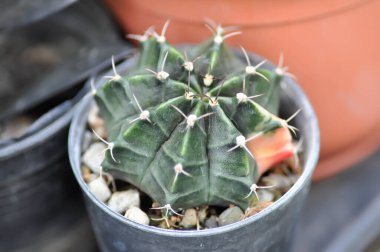Gymnocalycium, Gymnocalycium mihanovichii veya gymnocalycium mihanovichii çeşitleri veya kaktüs veya sulu