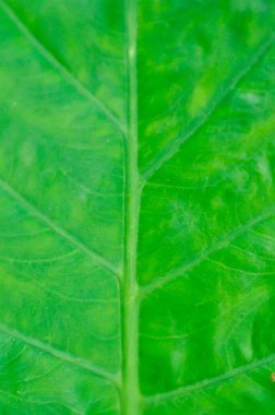 Alocasia, Alocasia makrokorrhizos veya Alocasia bitki yaprağı veya yaprak arkaplanı veya yeşil arkaplan