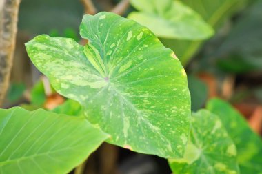 Colocasia esculenta midori, Colocasia, Midori ekşi veya Colocasia bitkisi