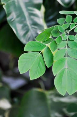 Yağmur ağacı veya Samanea saman, LEGUMINOSAE MIMOSOIDEAE veya Doğu Hindistan cevizi ağacı