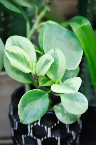 Peperomia obtusifolia, Baby Rubber Plant or Pepper Face or PIPERACEAE plant