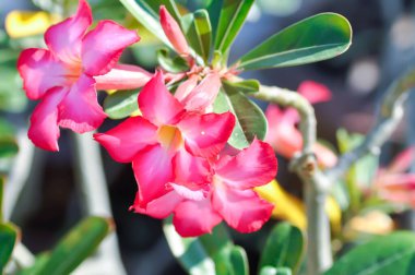 Çöl gülü, APOCYACEAE veya Adenyum obesum veya Sahte Azalea veya Pinkbignonia veya Impala zambağı veya kırmızı çiçek