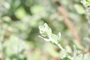 Gardenya jasminoides, RUBIACEAE veya APOCYNACEAE veya gardenya veya beyaz çiçek