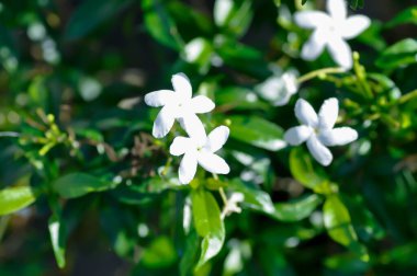 Gardenya jasminoides, RUBIACEAE veya APOCYNACEAE veya gardenya veya beyaz çiçek