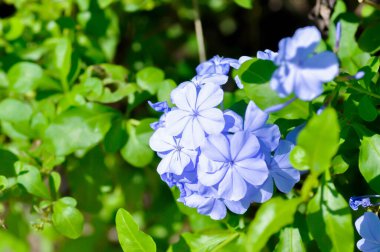 Pelerin Leadwort, PLUMBAGINACEAE veya Plumbago auriculata Lam veya mor çiçek