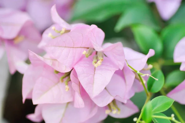 Bougainvillea or paper flower , pink paper flower or pink flower