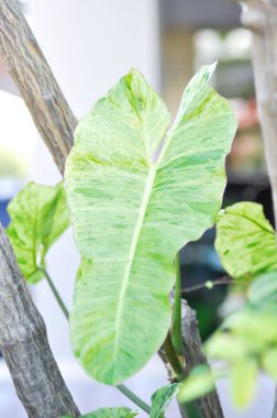 Paraiso Verde veya Philodendron paraiso verde veya yemyeşil cennet veya Philodendron paraiso yaprağı