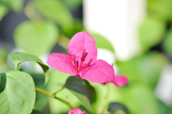 Bougainvillea or paper flower , red paper flower or red flower