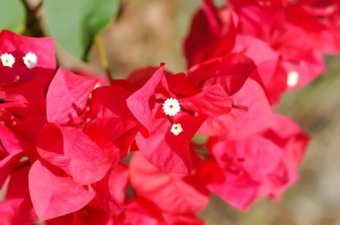 Bougainvillea ya da kağıt çiçek, kırmızı kağıt çiçek ya da kırmızı çiçek